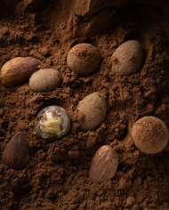 Mixture of Mexican and Piedmontese