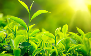 Description and definitions of tea leaf sizes