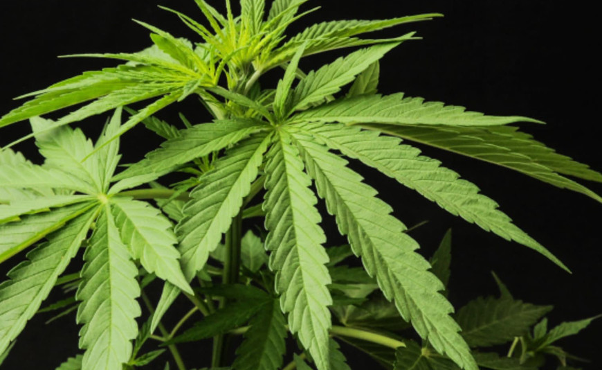 What’s the Difference Between Hemp and Marijuana?